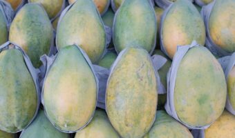 Papaya Latex (Papain): 18 Potential Benefits and How to Use It Safely