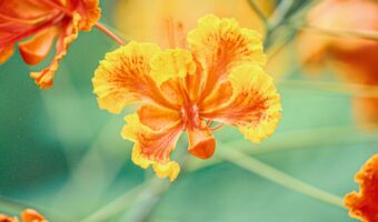 The Remarkable Power of Caesalpinia pulcherrima: Tropical Beauty with Ancestral Wisdom