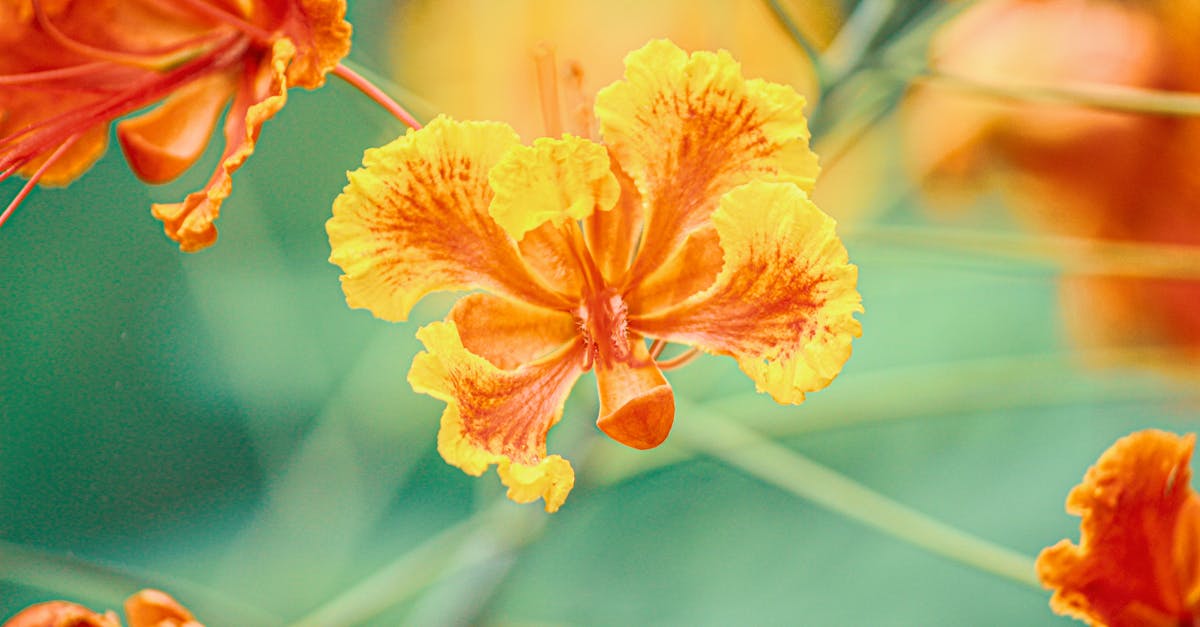 The Remarkable Power of Caesalpinia pulcherrima: Tropical Beauty with Ancestral Wisdom