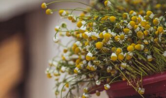 The Hidden Treasure in Your Garden: The Everyday Plant That Can Support Your Wellbeing
