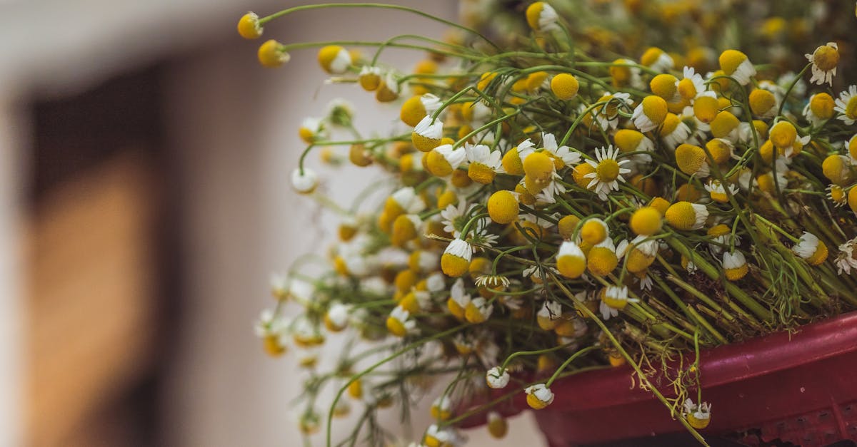 The Hidden Treasure in Your Garden: The Everyday Plant That Can Support Your Wellbeing