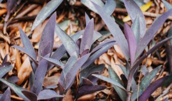 Purple Moses-in-the-Cradle Leaves: An Overlooked Gentle Ritual for Everyday Wellness