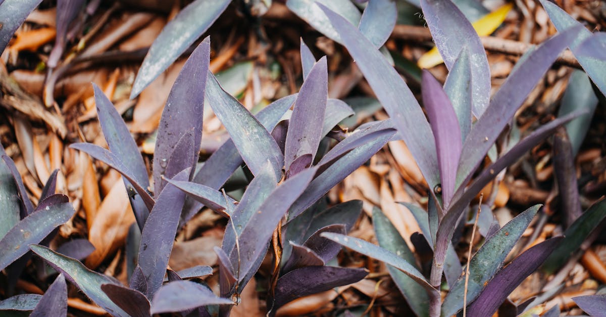 Purple Moses-in-the-Cradle Leaves: An Overlooked Gentle Ritual for Everyday Wellness