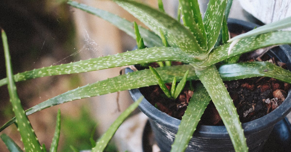 Rediscover the Gentle Power of Aloe and Ginger: A Natural Routine for Enhanced Wellbeing