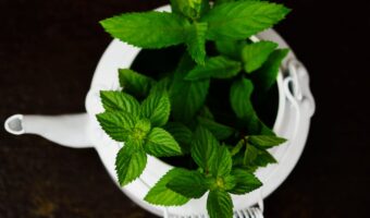 Peppermint and Rosemary: The Aromatic Duo for Joint Comfort and Daily Wellness