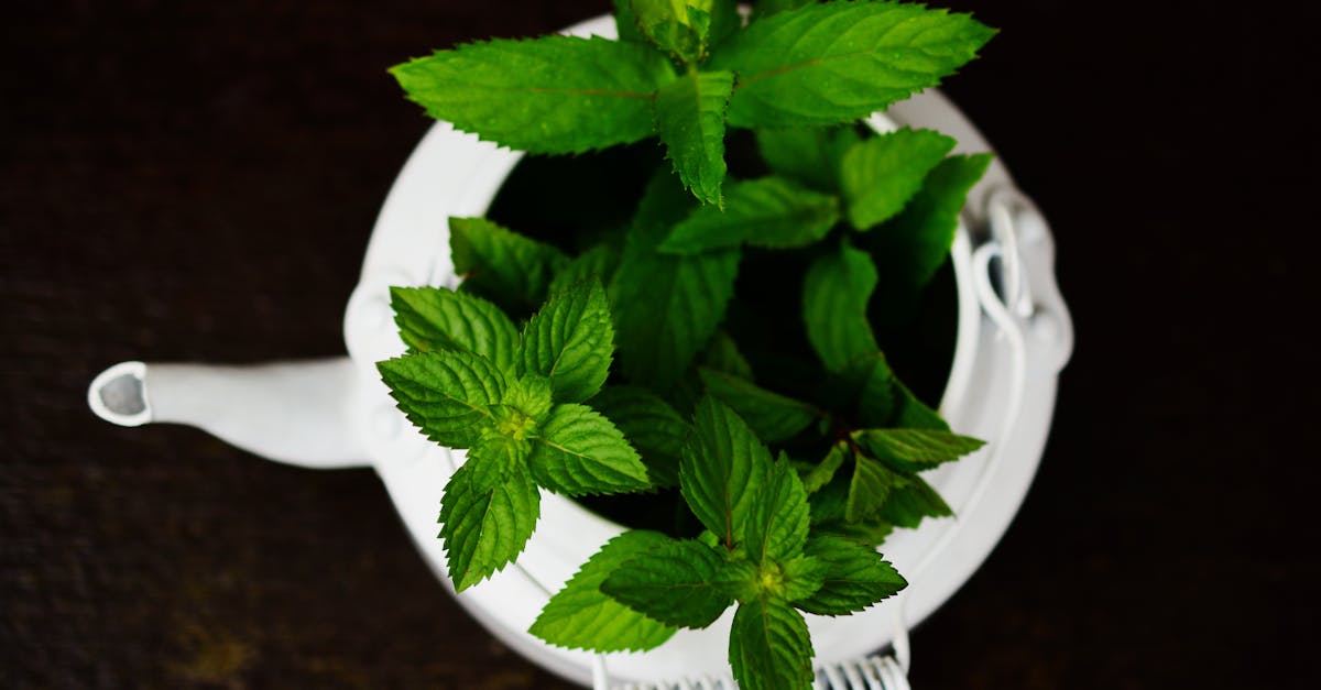 Peppermint and Rosemary: The Aromatic Duo for Joint Comfort and Daily Wellness