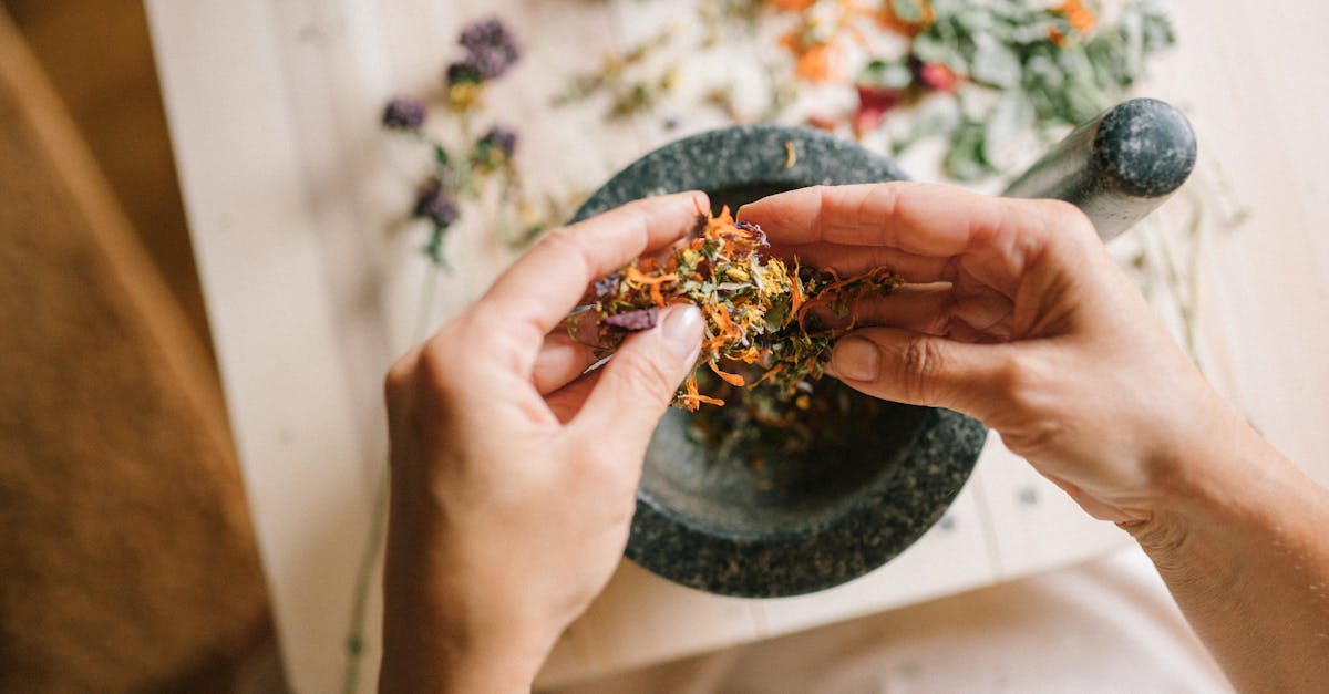 15 Little-Known Ways to Use Goatweed (Ageratum conyzoides) for Everyday Wellness at Home