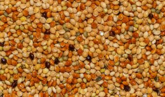 Unlocking the Power of Tall Amaranth: The Overlooked Herb That Can Help Address Nutritional Deficiencies After 40