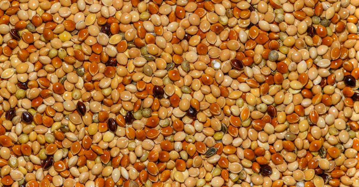 Unlocking the Power of Tall Amaranth: The Overlooked Herb That Can Help Address Nutritional Deficiencies After 40