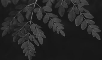 The Miracle Leaf of Life: Unveiling the Little-Known Green Ally for Wellbeing