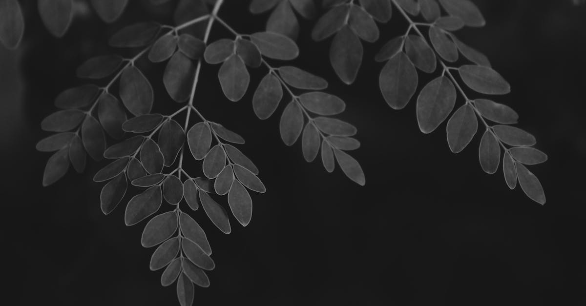 The Miracle Leaf of Life: Unveiling the Little-Known Green Ally for Wellbeing