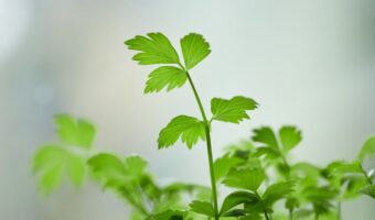 The Hidden Power of Parsley: Health Benefits After 60
