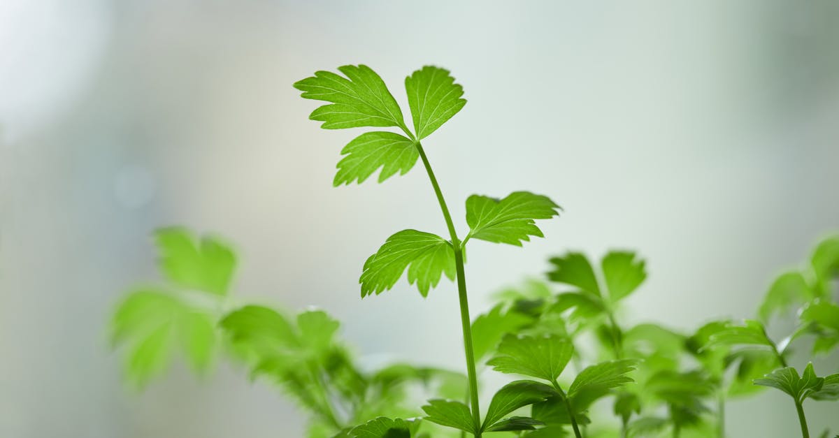 The Hidden Power of Parsley: Health Benefits After 60