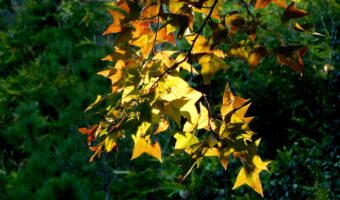 American Sweetgum: Rediscovering the Hidden Potential of an Overlooked Tree