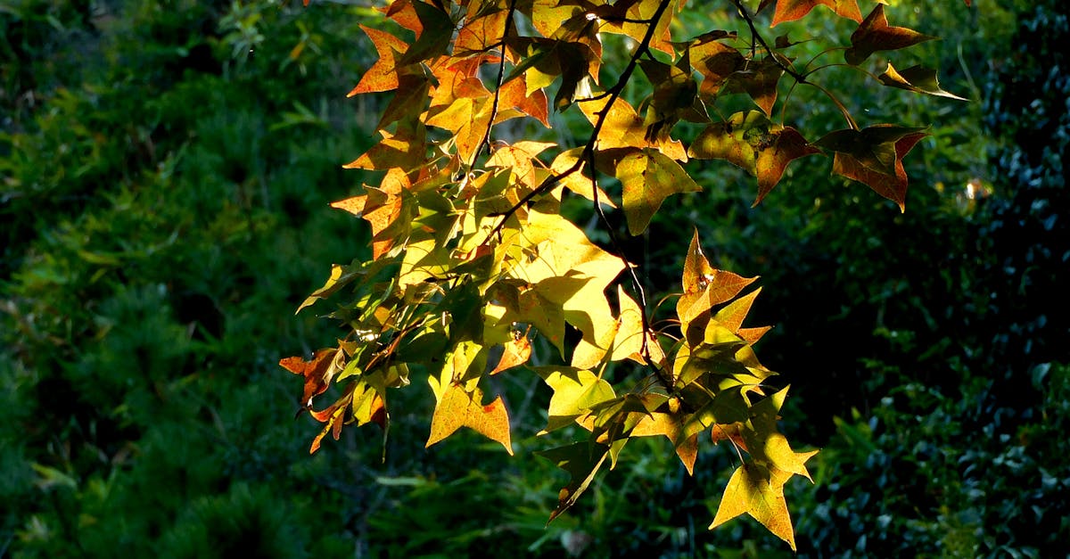 American Sweetgum: Rediscovering the Hidden Potential of an Overlooked Tree
