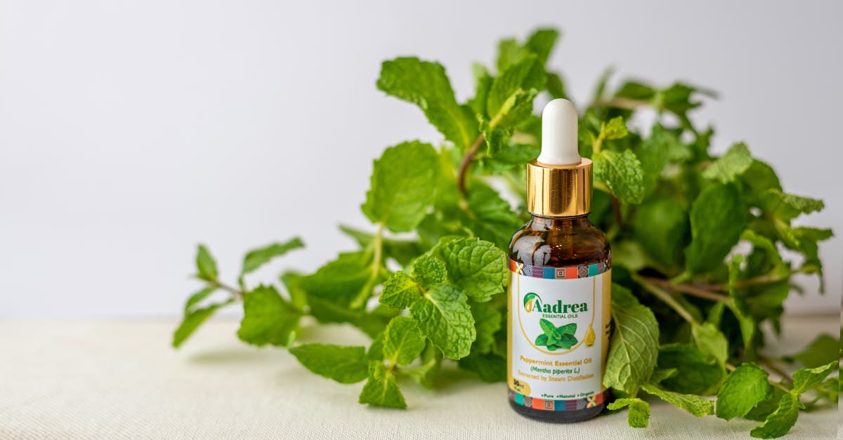 Peppermint: The Fresh Scent That Soothes Your Stomach, Clears Airways, and Calms Your Mind