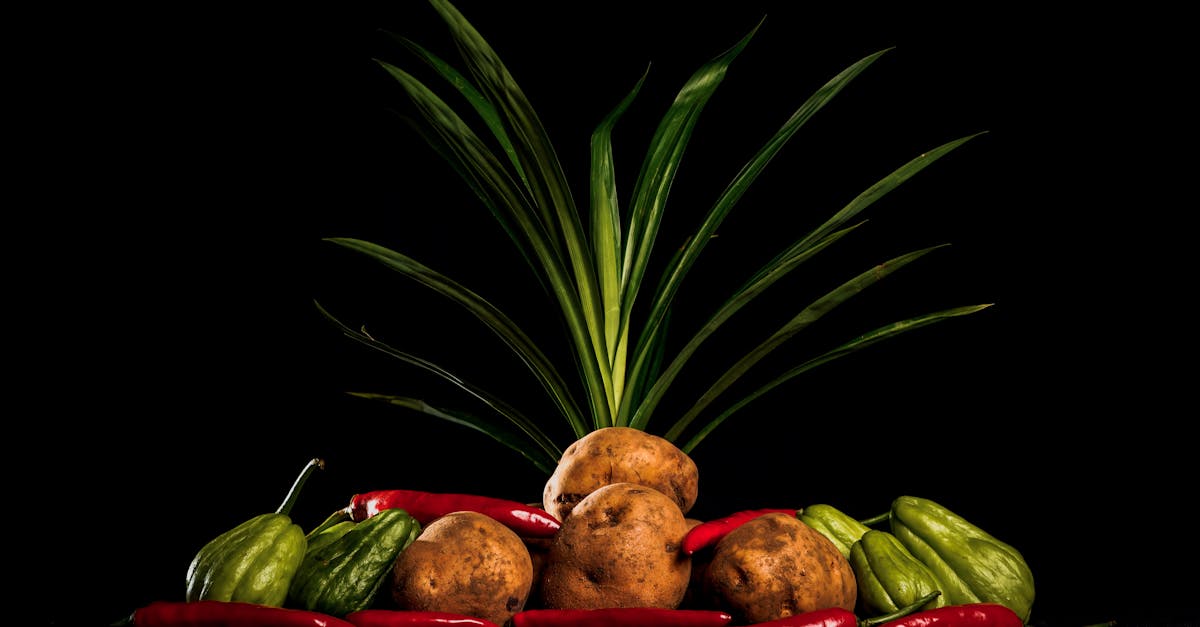Discover Chayote: The Understated Squash That Can Improve Your Daily Wellbeing