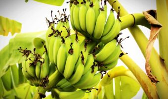 Bananas Under the Microscope: Surprising Truths About This Everyday Fruit