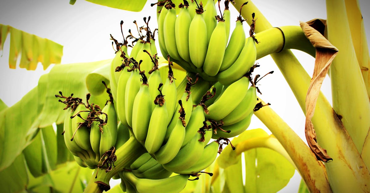 Bananas Under the Microscope: Surprising Truths About This Everyday Fruit