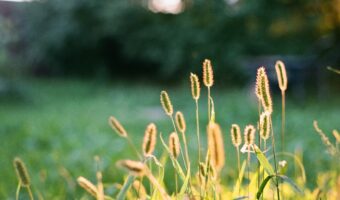 Foxtail Grass: Why This Common Weed in Your Yard Is More Valuable Than You Think