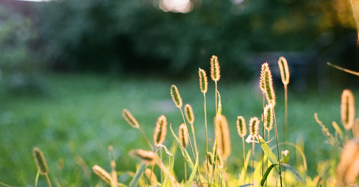 Foxtail Grass: Why This Common Weed in Your Yard Is More Valuable Than You Think