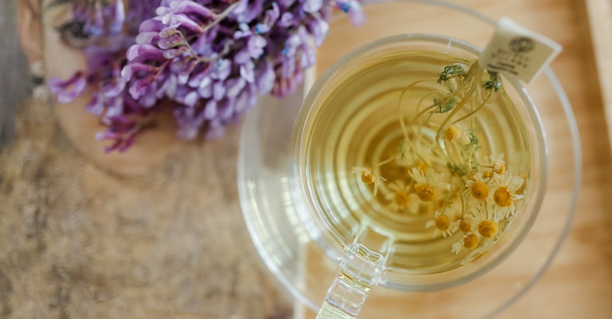 Rosemary: The Aromatic Mexican Ally to Naturally Support Digestion, Memory, and Vitality