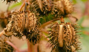 Castor Oil: The Natural Remedy to Rejuvenate Your Health and Wellbeing