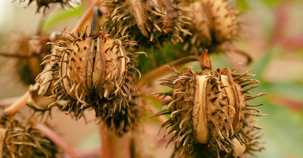 Castor Oil: The Natural Remedy to Rejuvenate Your Health and Wellbeing