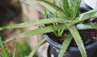 Aloe, Rosemary, and Antioxidant Leaves: Natural Remedies for Refreshing and Soothing Irritated Eyes