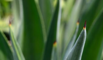 Purple Maguey Infusion: The Ancestral Remedy for Relief, Purification, and Revitalization