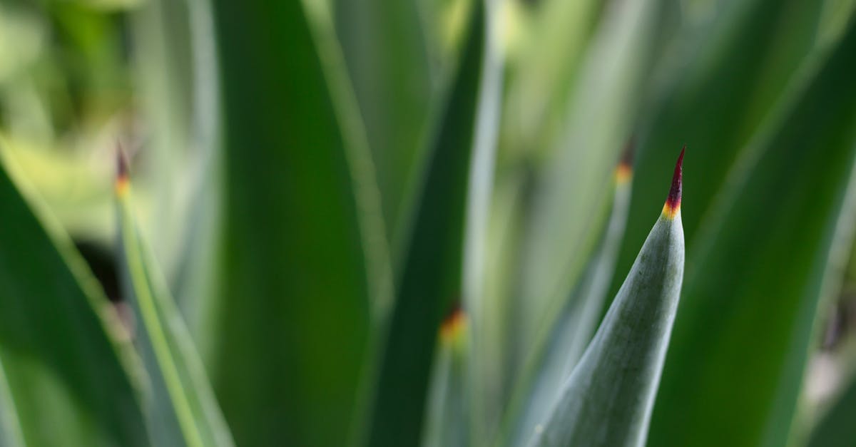Purple Maguey Infusion: The Ancestral Remedy for Relief, Purification, and Revitalization