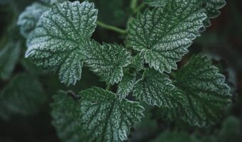Wild Lettuce: The Natural Analgesic Growing Almost Anywhere