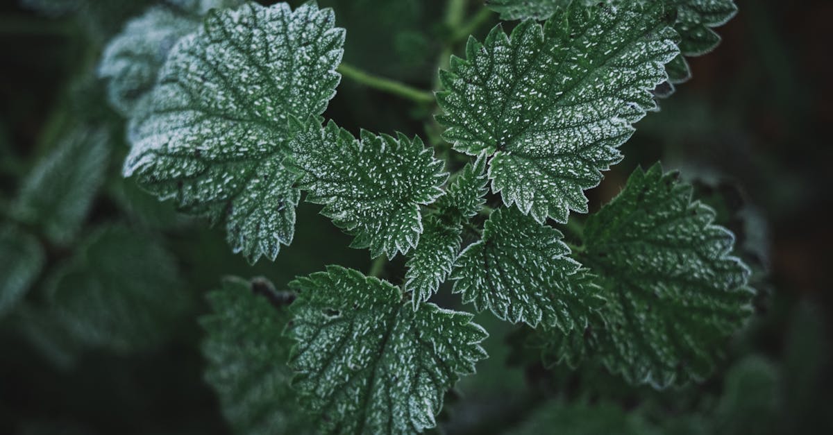 Wild Lettuce: The Natural Analgesic Growing Almost Anywhere