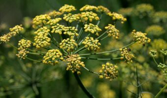 Senna alata: The Radiant Plant with Rediscovered Traditional Benefits