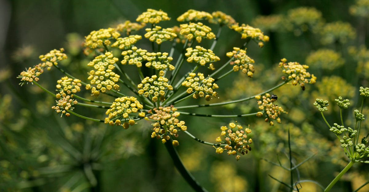 Senna alata: The Radiant Plant with Rediscovered Traditional Benefits