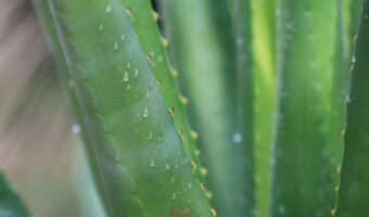 Aloe Water: The Gentle Morning Drink Many Families Use to Feel Lighter Each Day