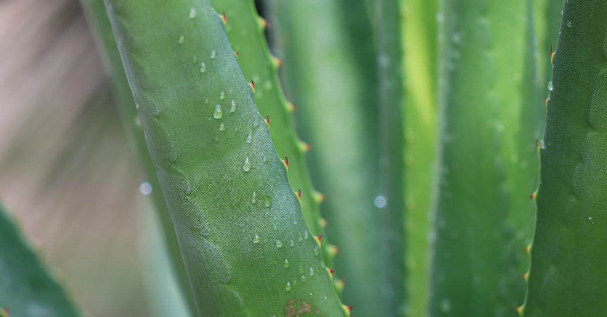 Aloe Water: The Gentle Morning Drink Many Families Use to Feel Lighter Each Day