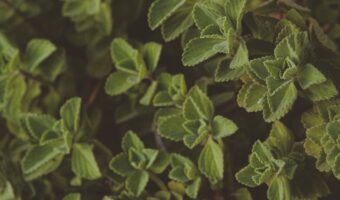 Kalanchoe: The Green Ally for Natural Wellness and Everyday Self-Care