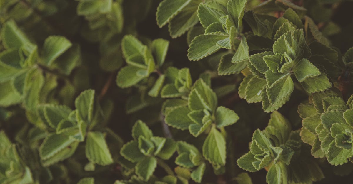 Kalanchoe: The Green Ally for Natural Wellness and Everyday Self-Care