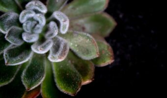 Leaf of Life: The Hidden Garden Treasure for Everyday Wellbeing