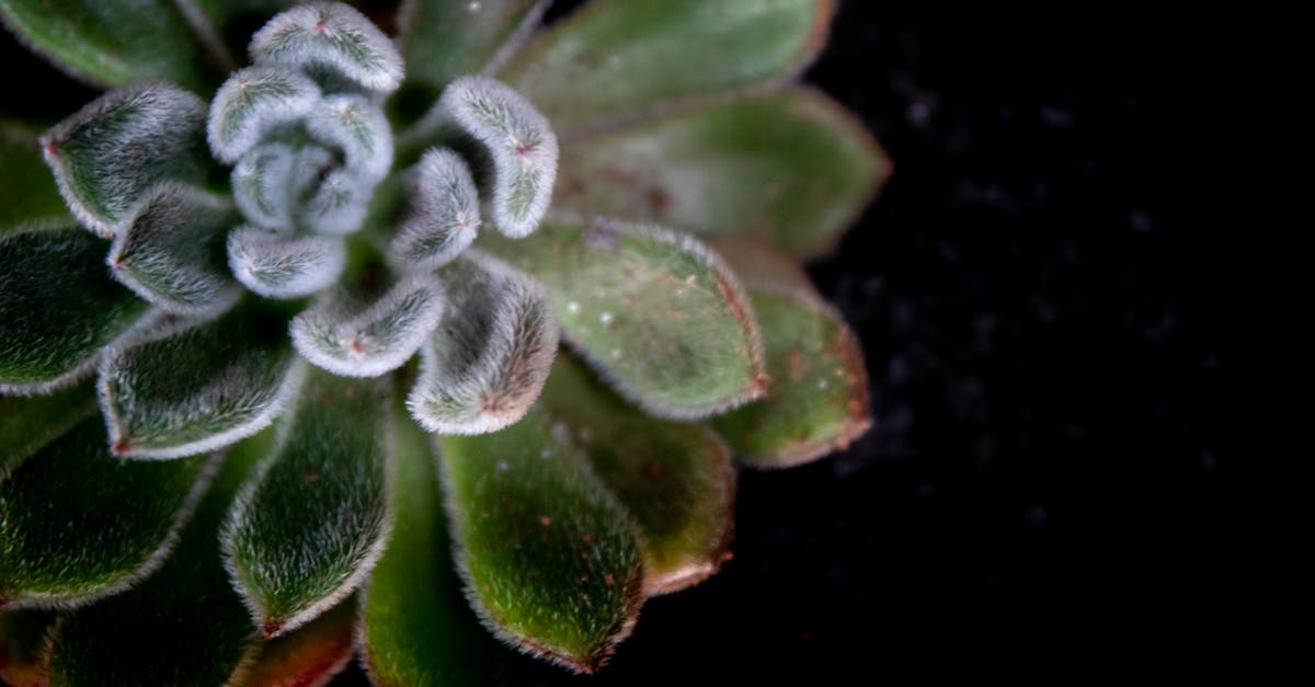 Leaf of Life: The Hidden Garden Treasure for Everyday Wellbeing