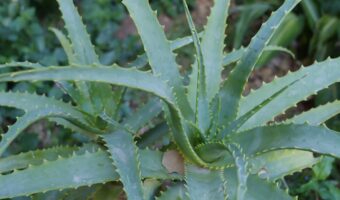 Aloe Vera and Honey Drink: A Simple Morning Ritual to Support Digestion Naturally