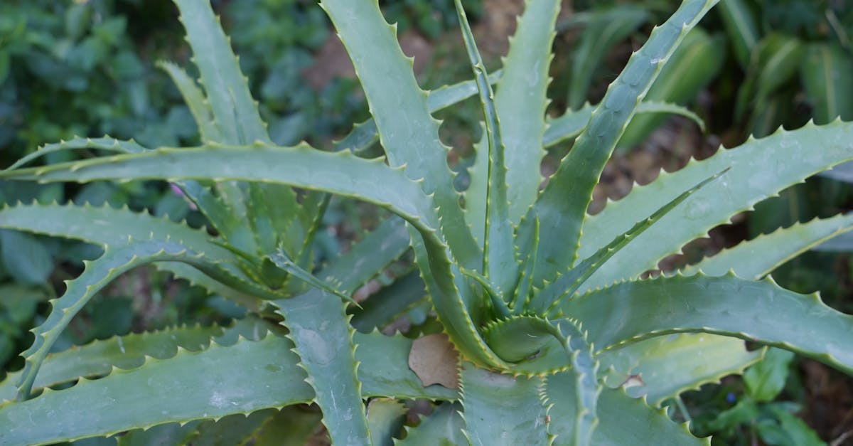 Aloe Vera and Honey Drink: A Simple Morning Ritual to Support Digestion Naturally
